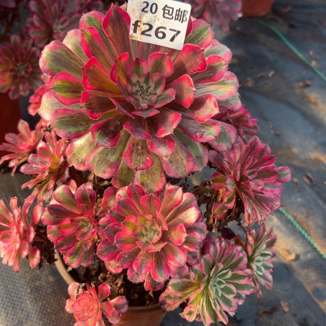 267红铜白，多肉法师多肉法师