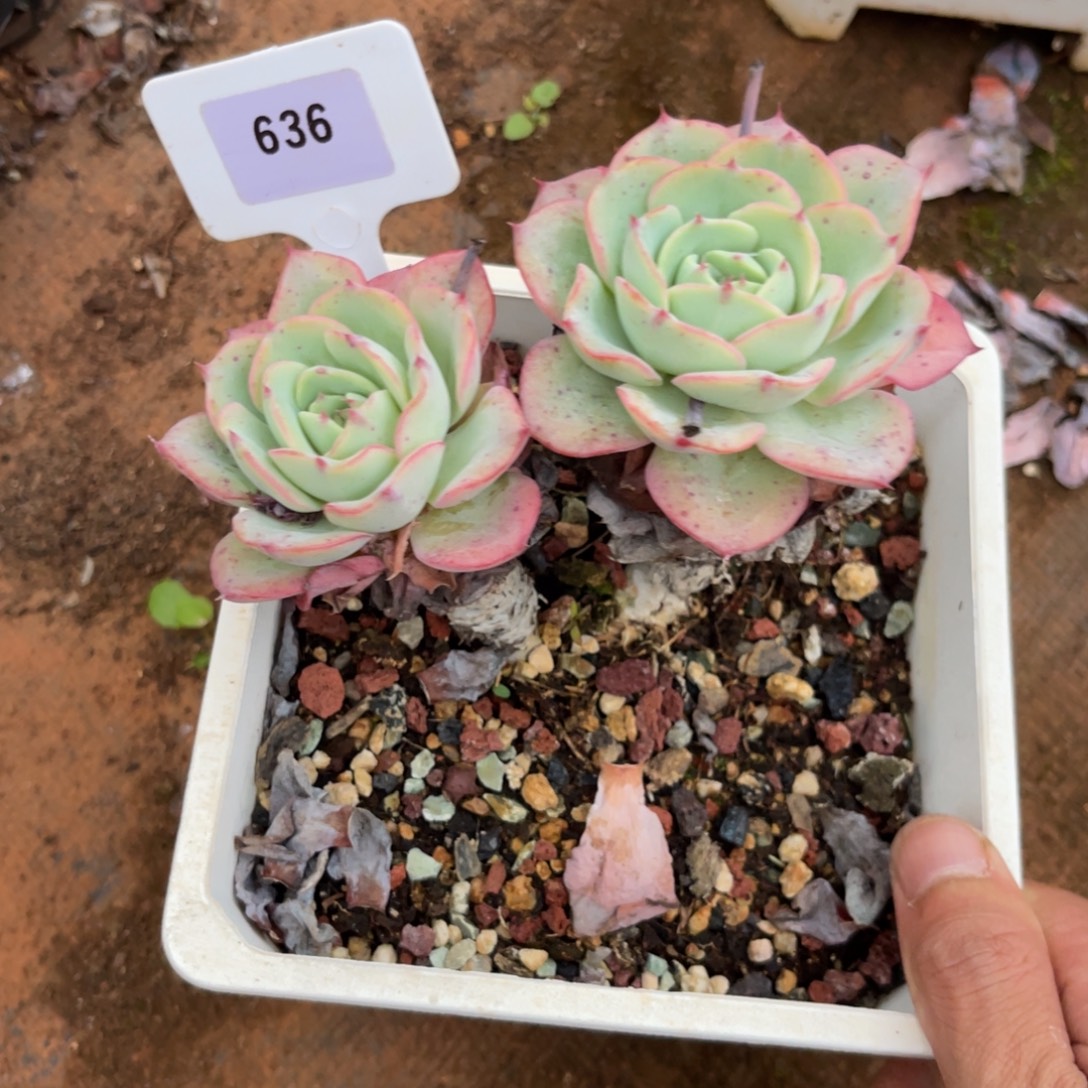 云尘多肉一物一拍636