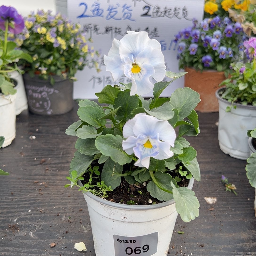 当前无花朵，栽培后可花朵069号