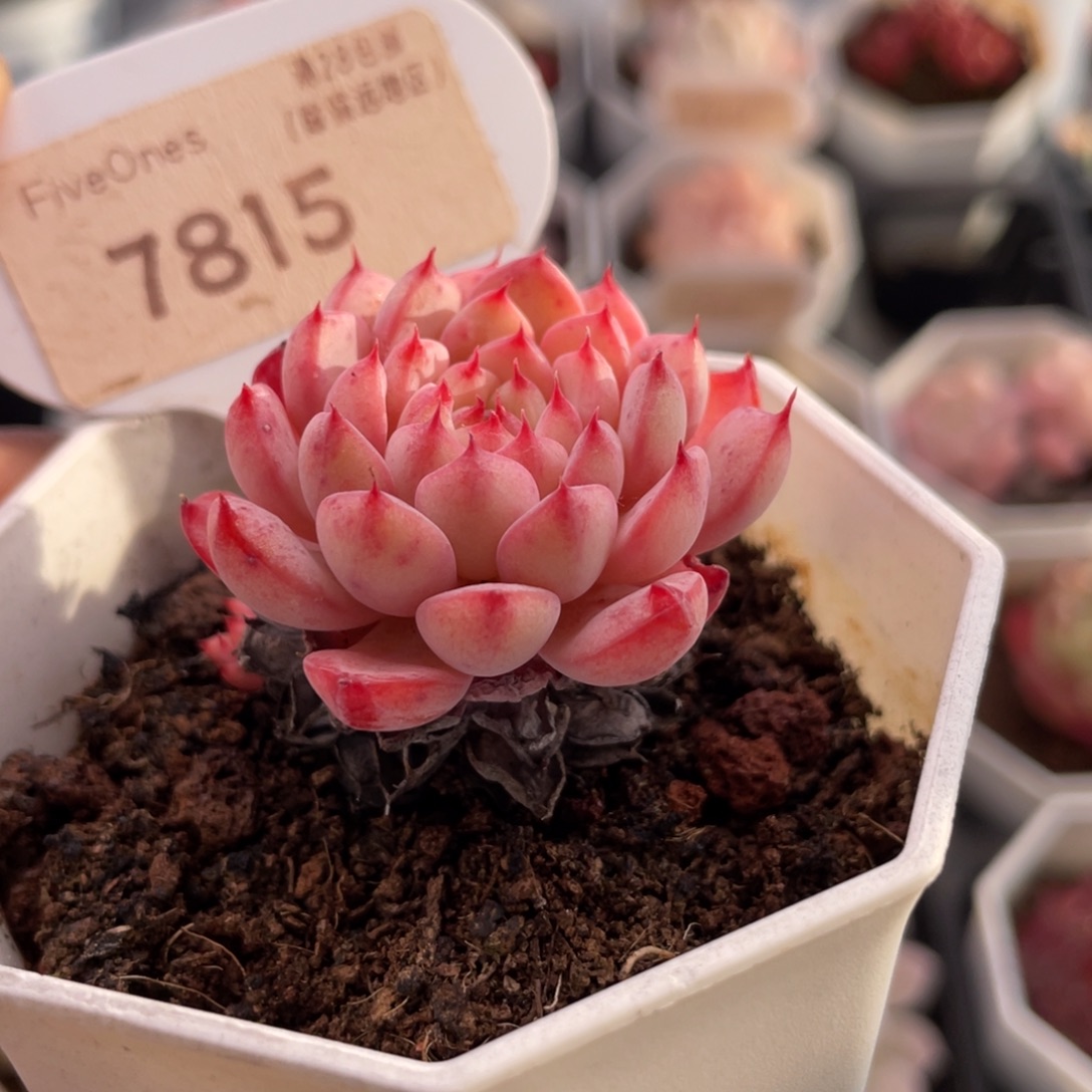 白姬莲7815-4.0厘米