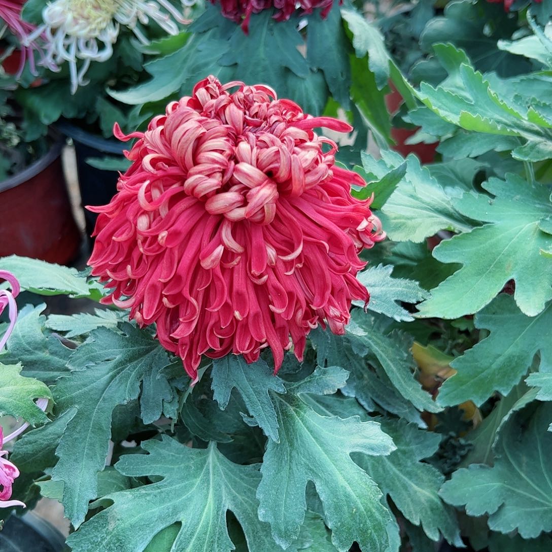 完全开放独本红龙池不售后