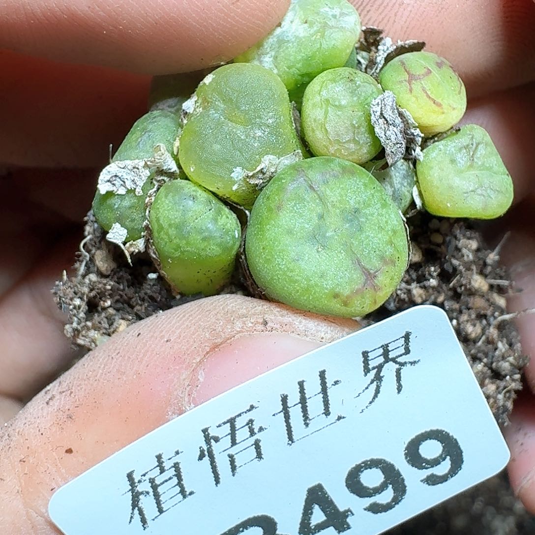 499号多肉植物哇f f