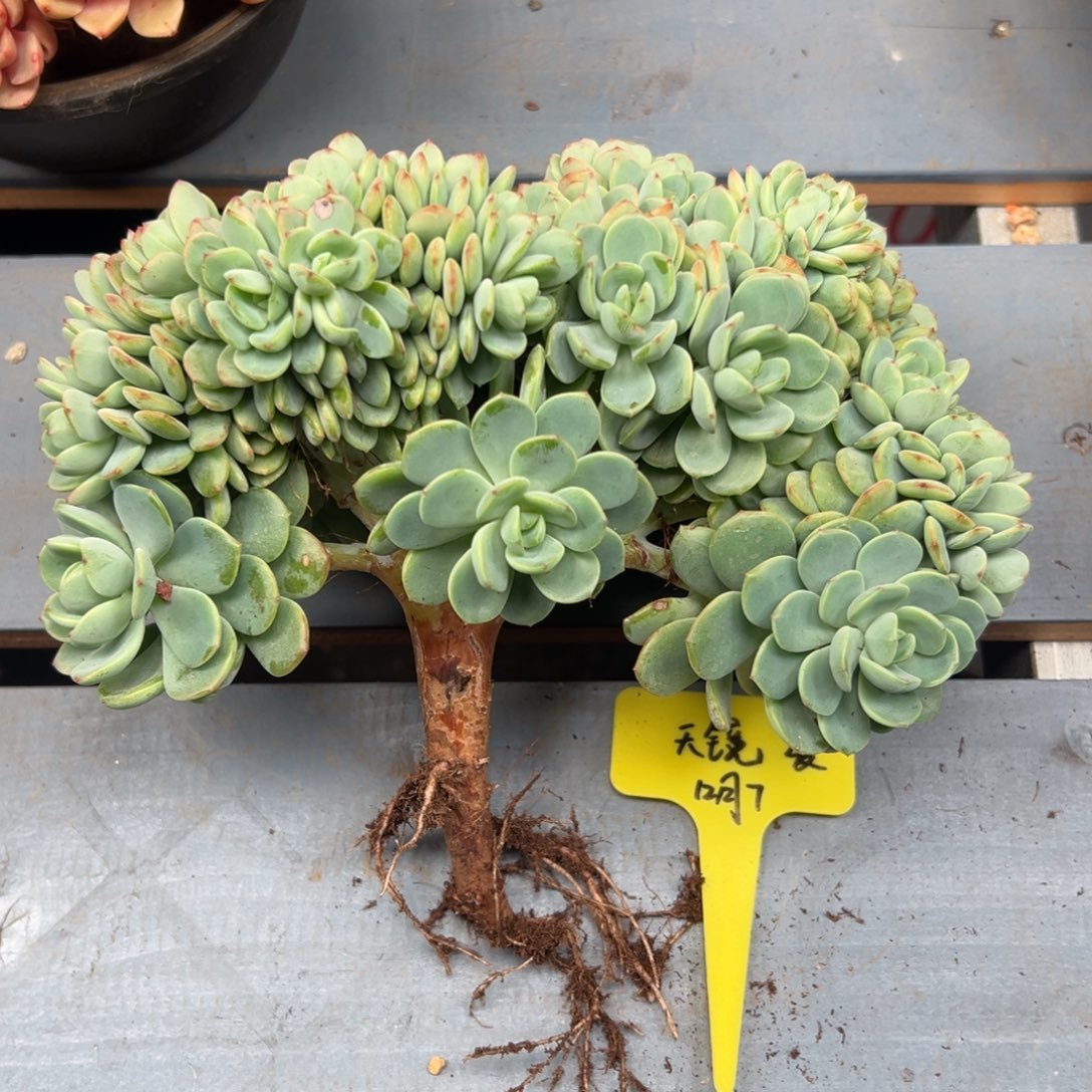 天***镜傲霜缀化，一物一拍，天境发货