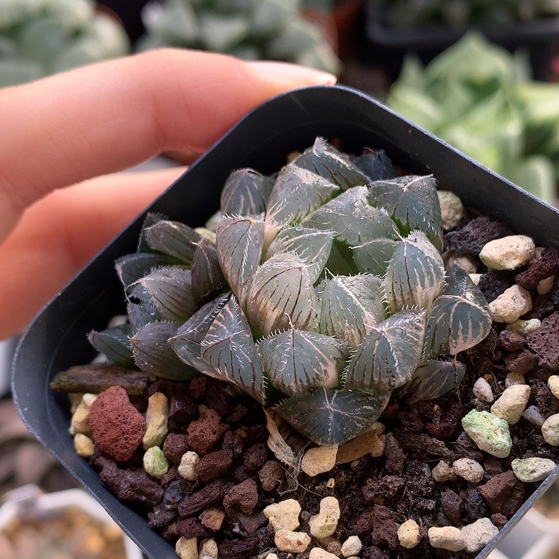 白赤线玉露锦带盆土发货