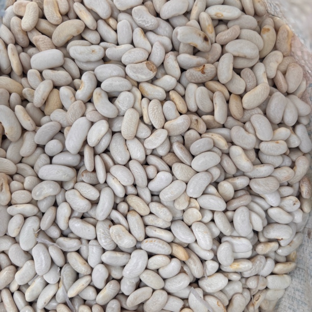 【红锦哥助农】农家本地小白杨豆