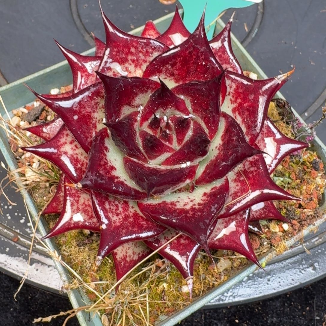 从前慢多肉精选编号1224.358