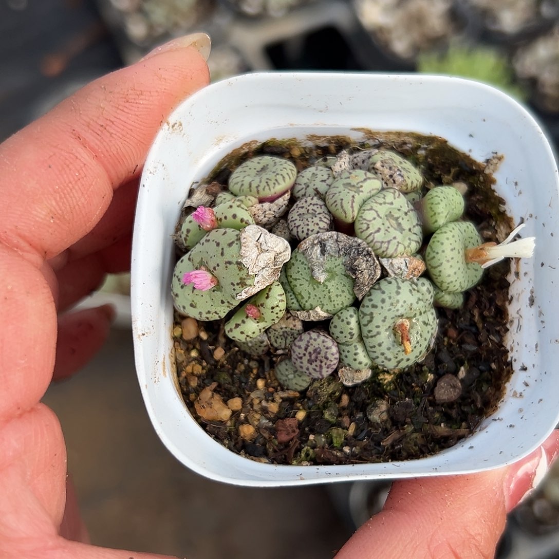 多肉植物多肉植物