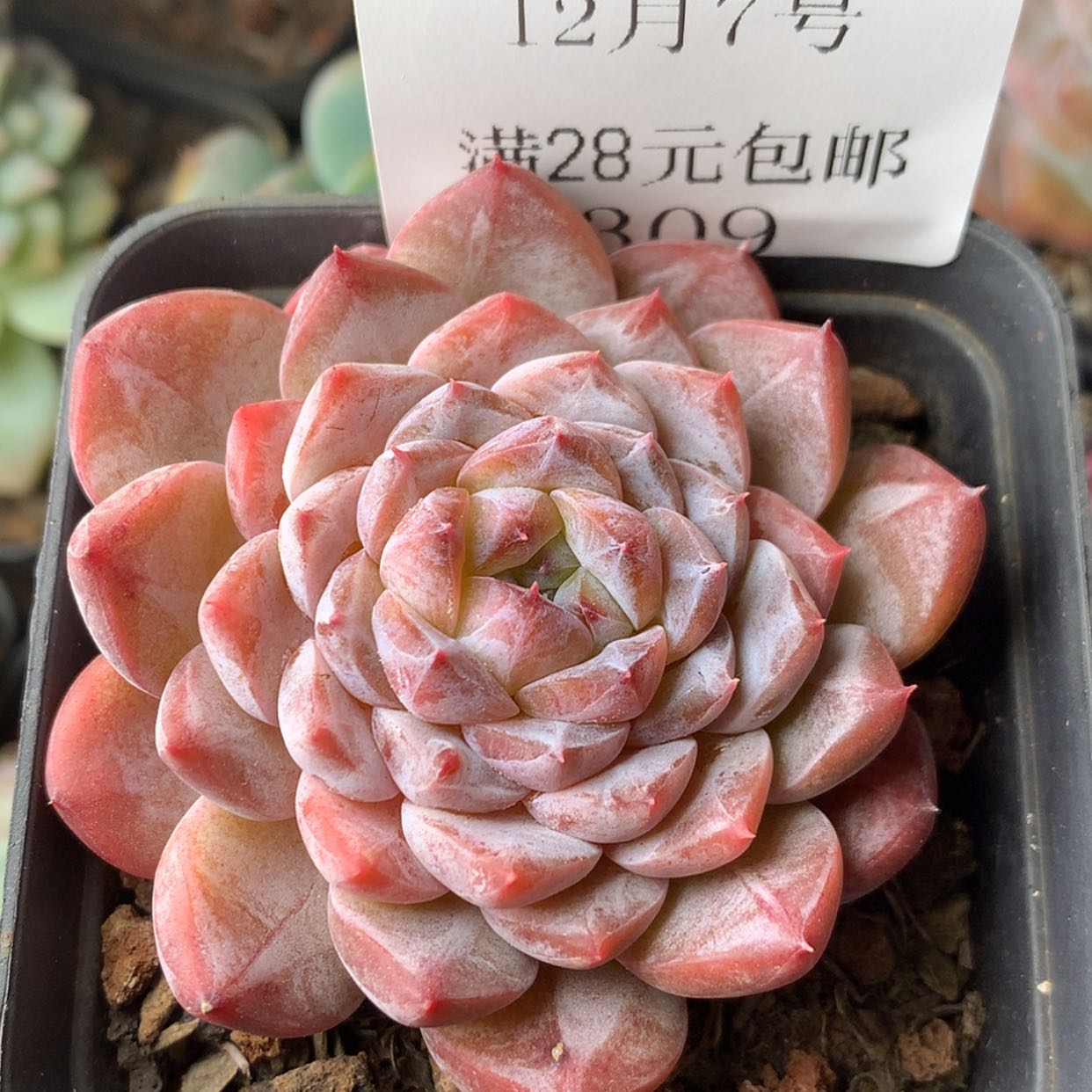 【闪购商品】云809号