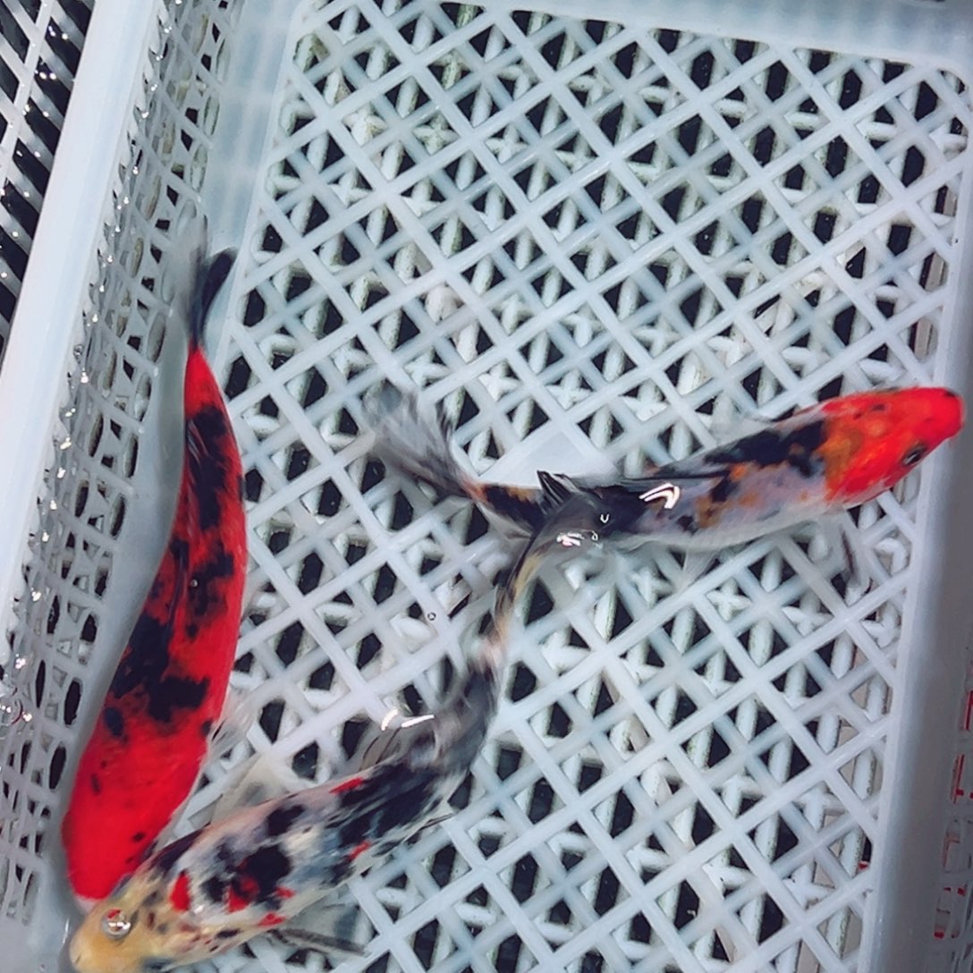 锦鲤锦鲤观赏鱼1111