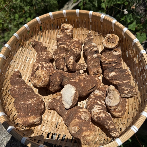 西藏山货高原重搂天透骨草