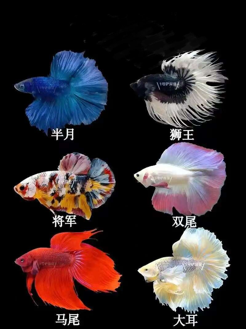 【随机颜色鱼】泰国斗鱼精品鱼小型热带观赏鱼