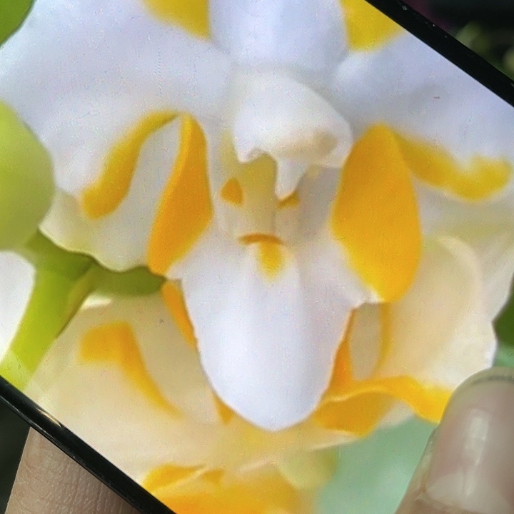 当前无花栽培后可以开花金襄白猫