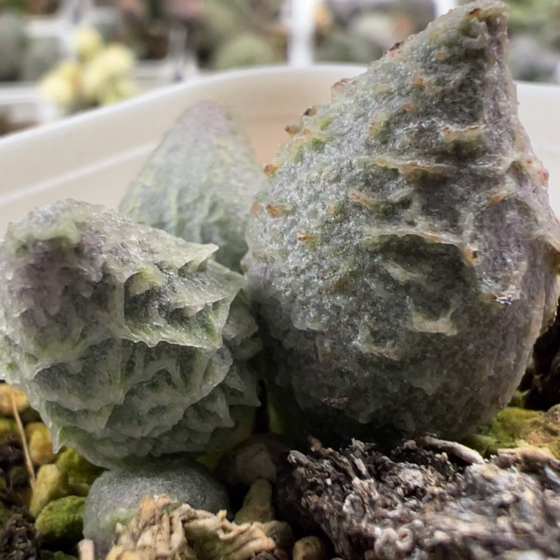 倒刺融化纹冰激凌大苗多肉植物