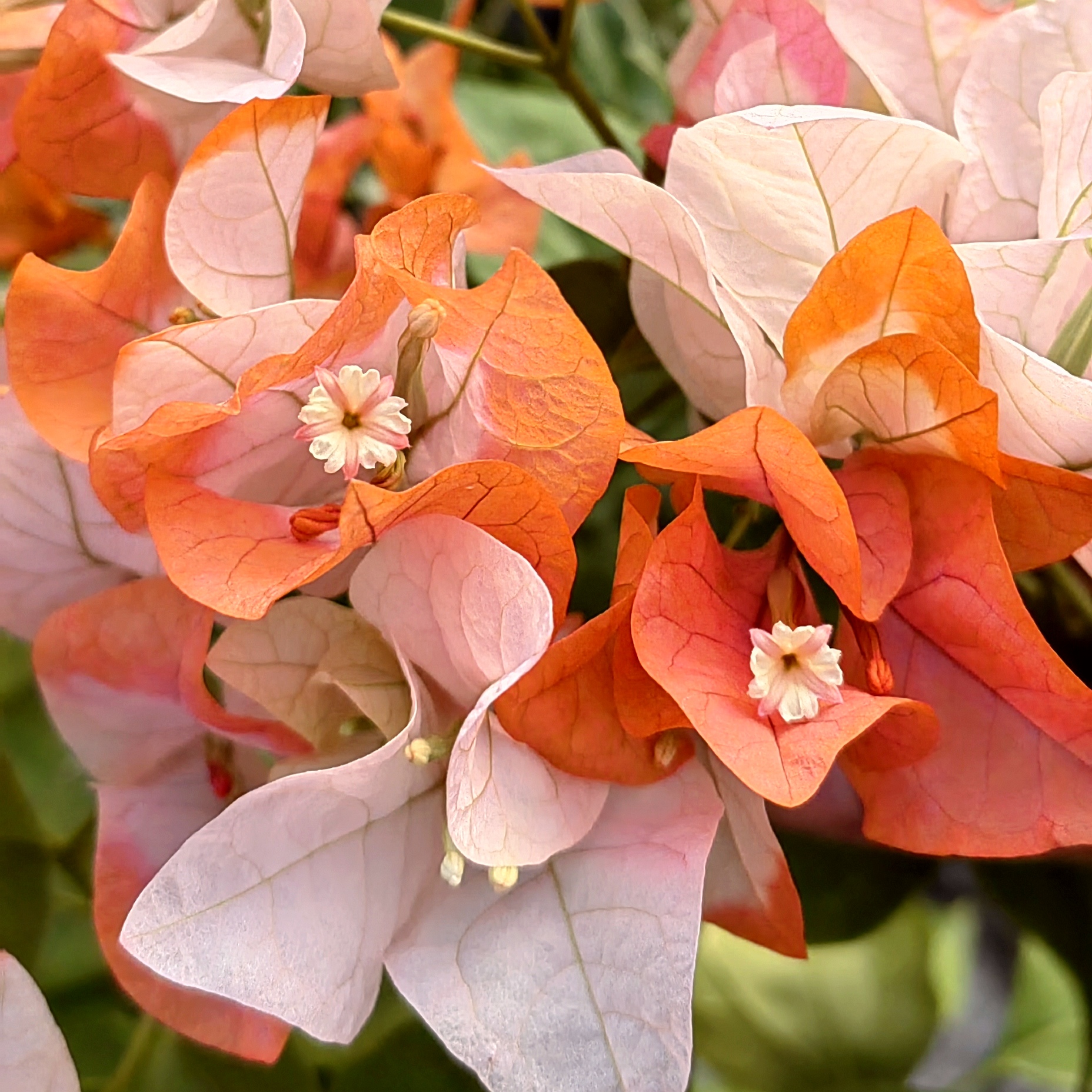 【橙口红】花色多变，橙，白相间勤花丰花花量大喜阳喜干三角梅！