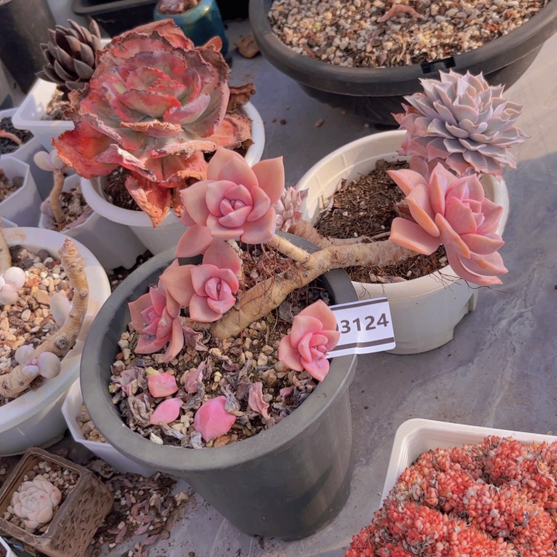 彩虹糖瑕疵多肉03124