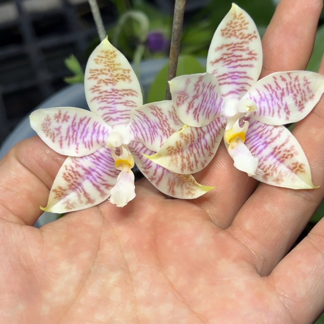 完全开放l128八寸ys1186