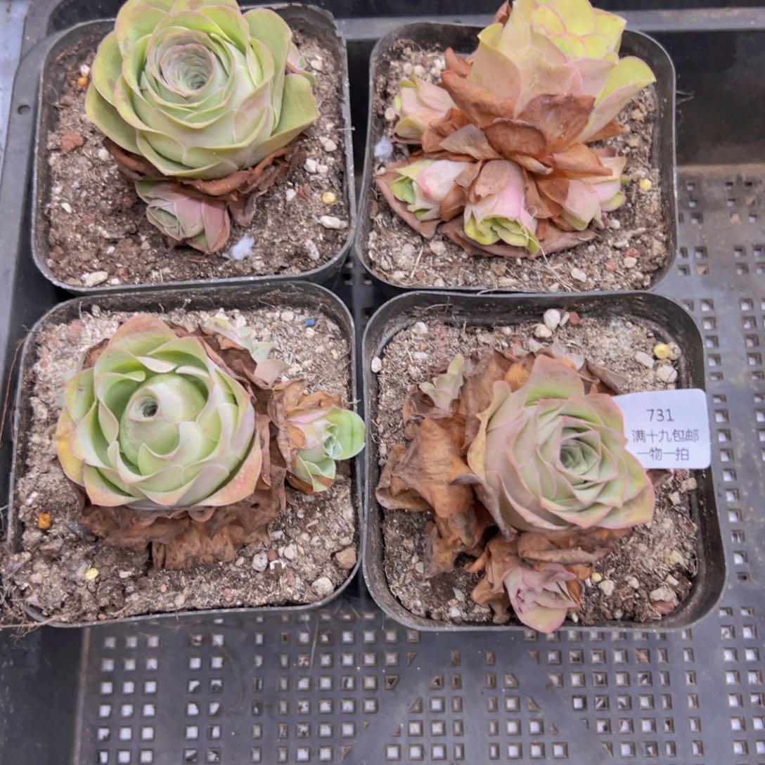 731 侧牙掉了不包损无售后