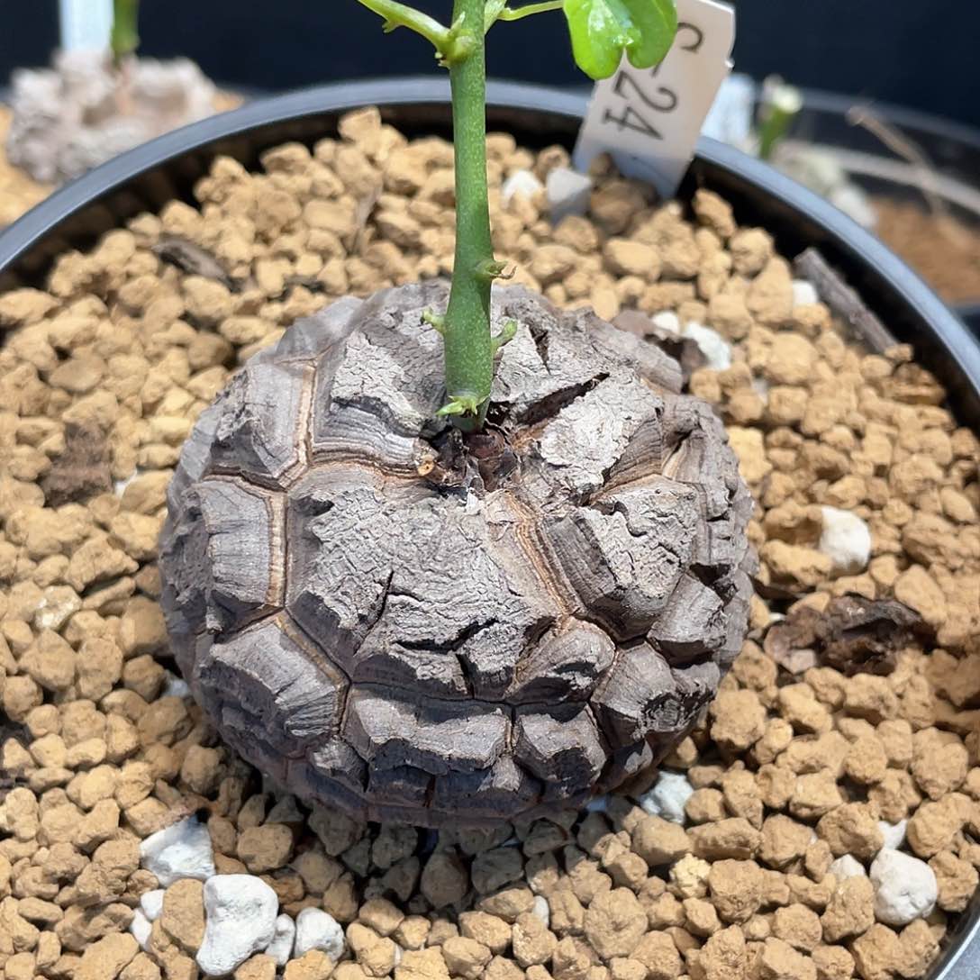 24号龟甲龙675公分