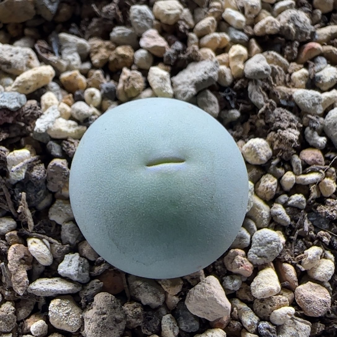 12-26-2-5当天满38包邮青蛙种源v嘴amport尺寸1.5cm脱土