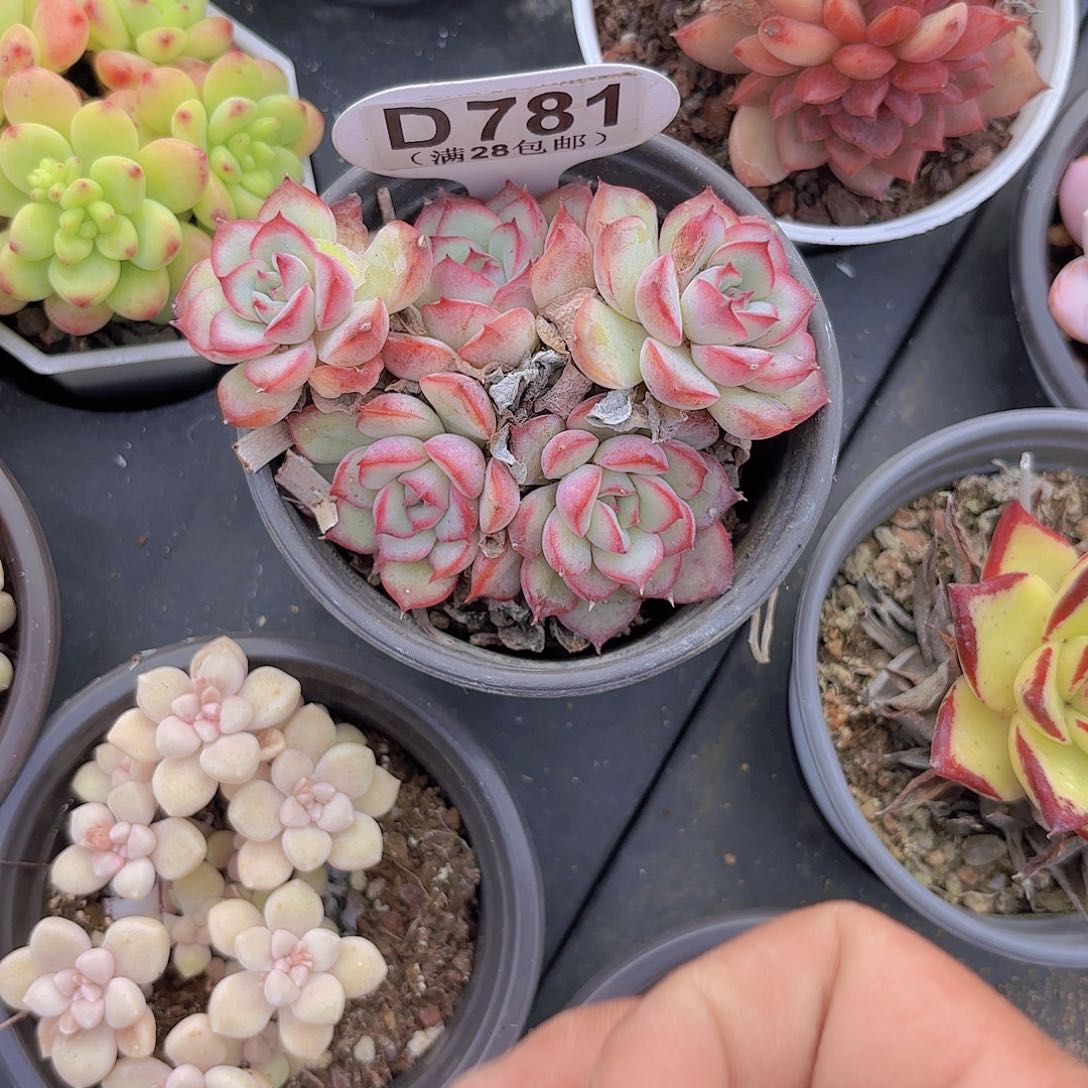 D781荷花一物一拍I