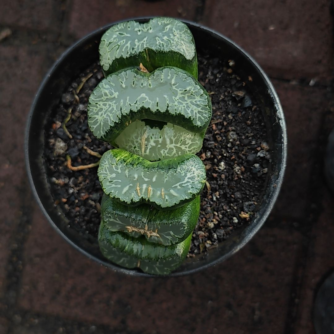 北斋一颗多肉植物原盆土