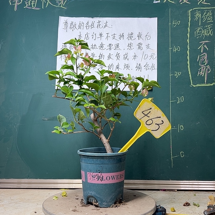 当前无花栽培后可以开花   绿叶水晶 造型  463