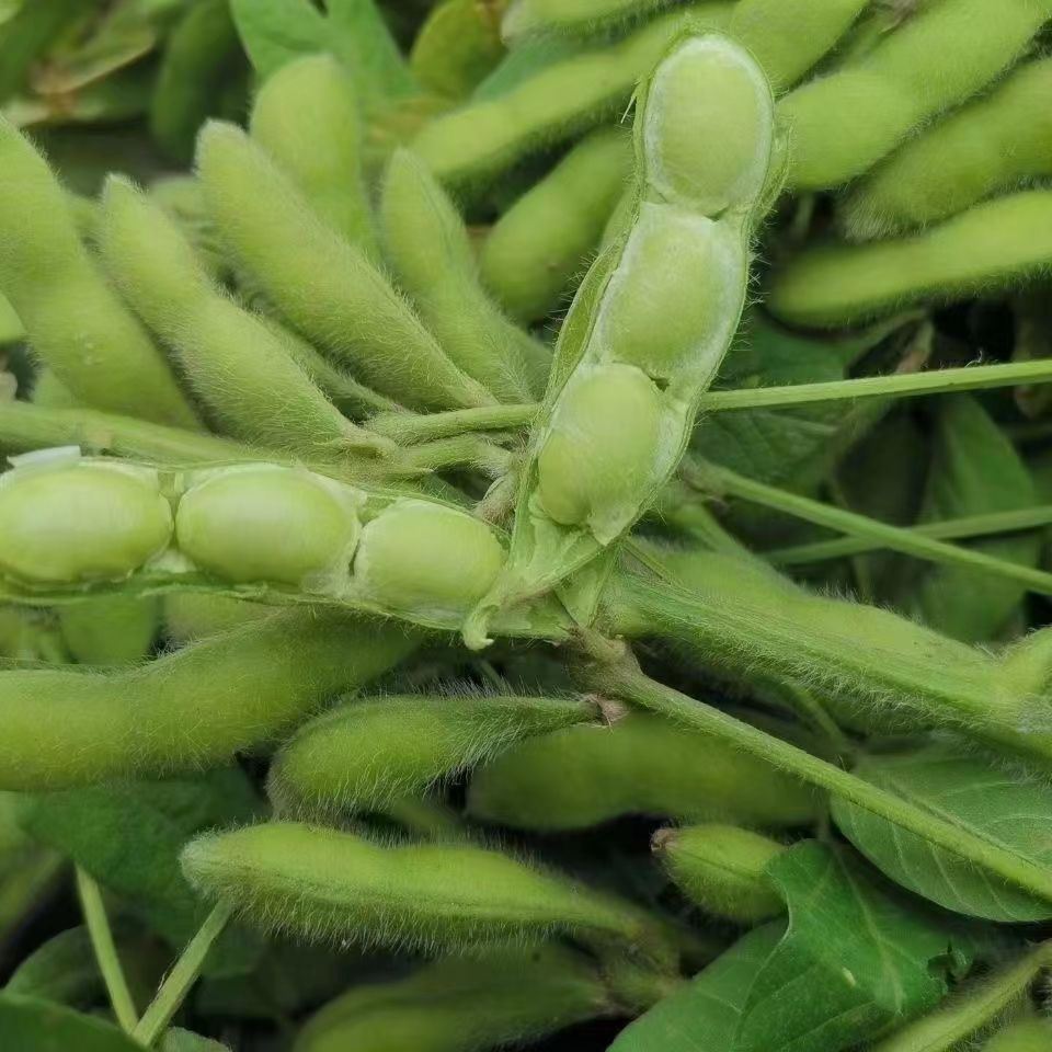 山东露天毛豆地头直发