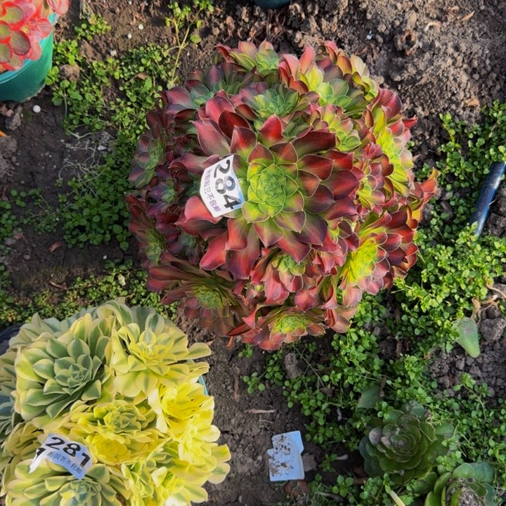 少华花27-23包邮花花