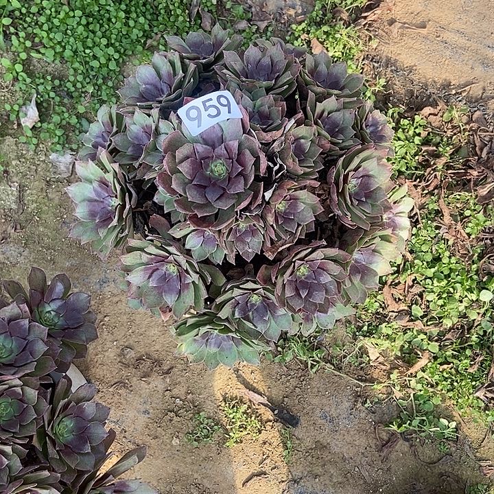 开*华桃花石929多肉不包断