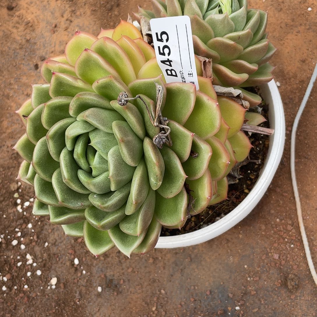 若如东云单拍B455