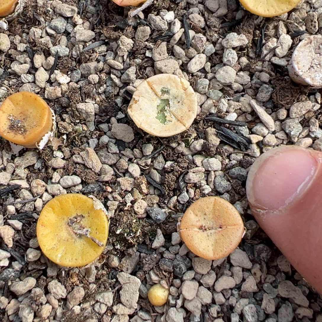 量拍4年金币纽扣母本一颗