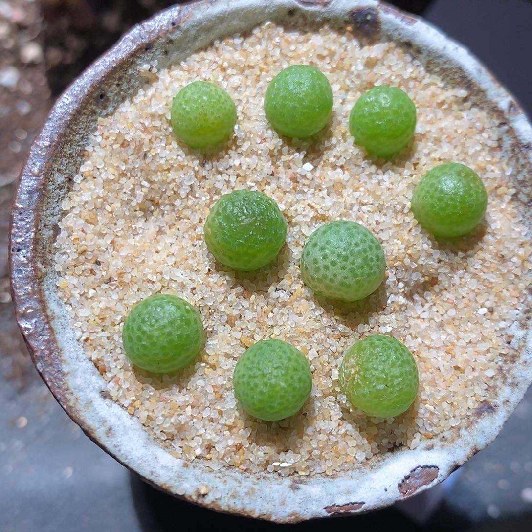 27327。  玉米一颗。  