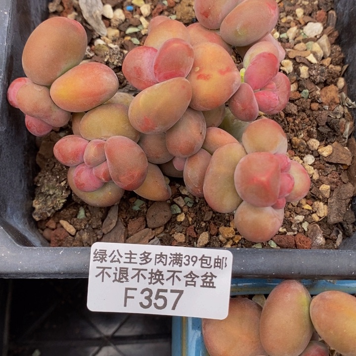 芒果kk奶9cm357多肉植物