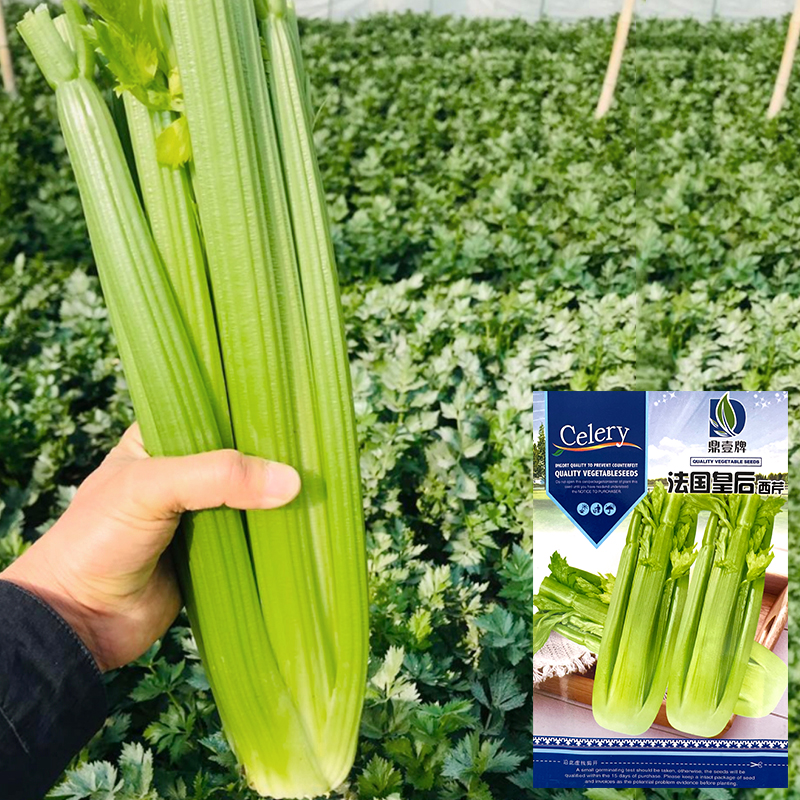 法国皇后西芹芹菜种子四季西芹种籽实心蔬菜籽四季高产抗病口感好