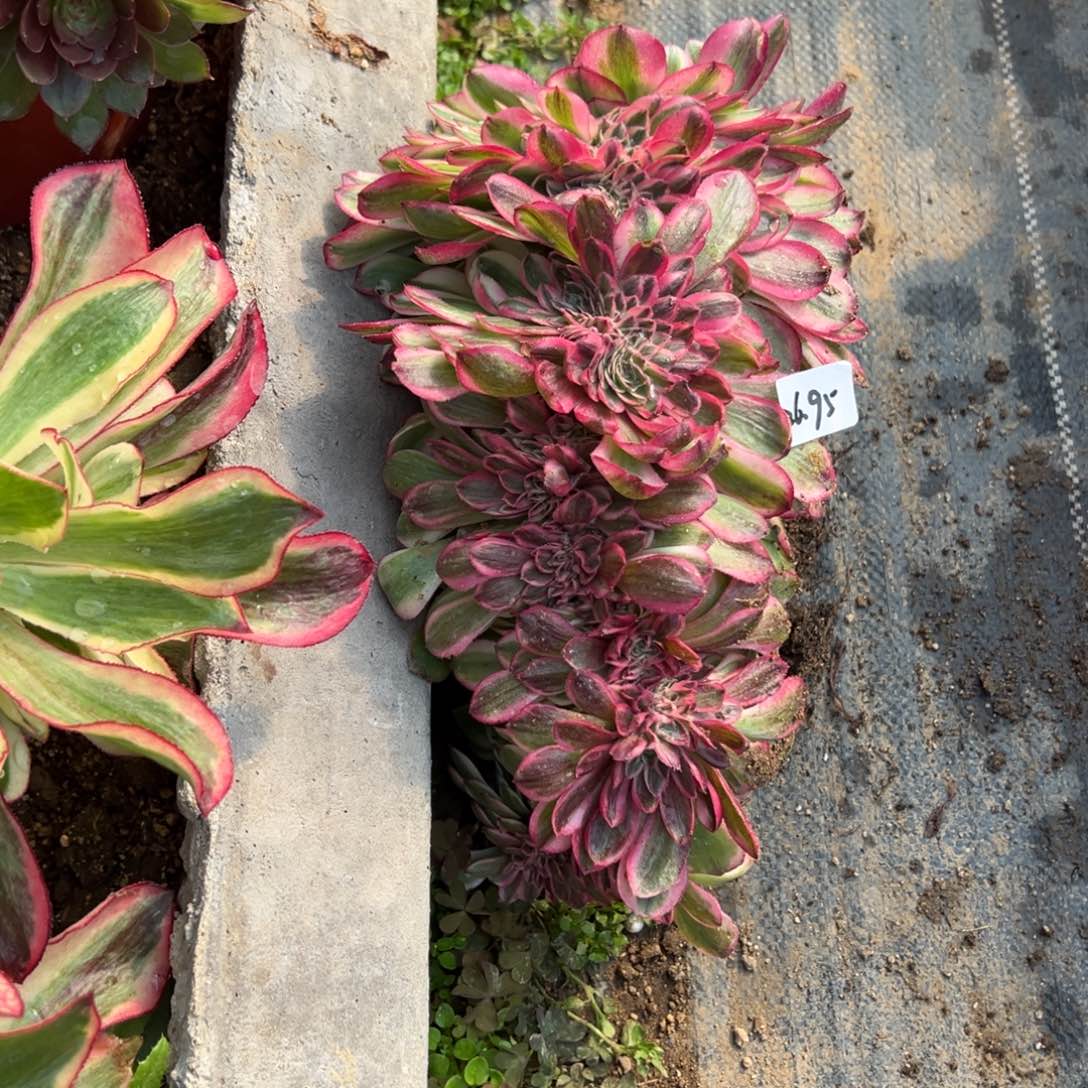 5***婷韶华老桩20颗多肉多肉多肉