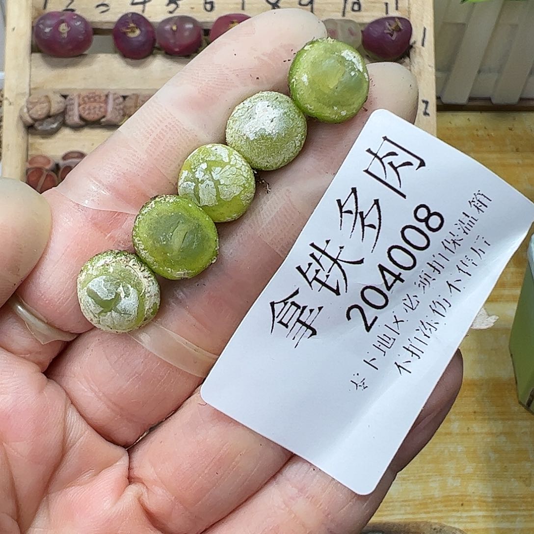 204008/恭喜发财…………