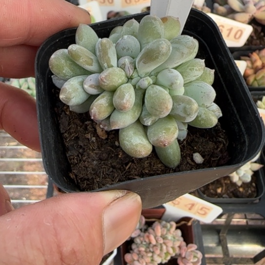 606长叶桃美人缀花