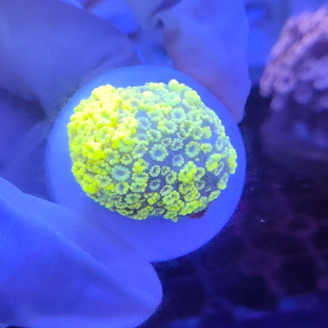 智海海洋珊瑚 不支持退货不包邮“