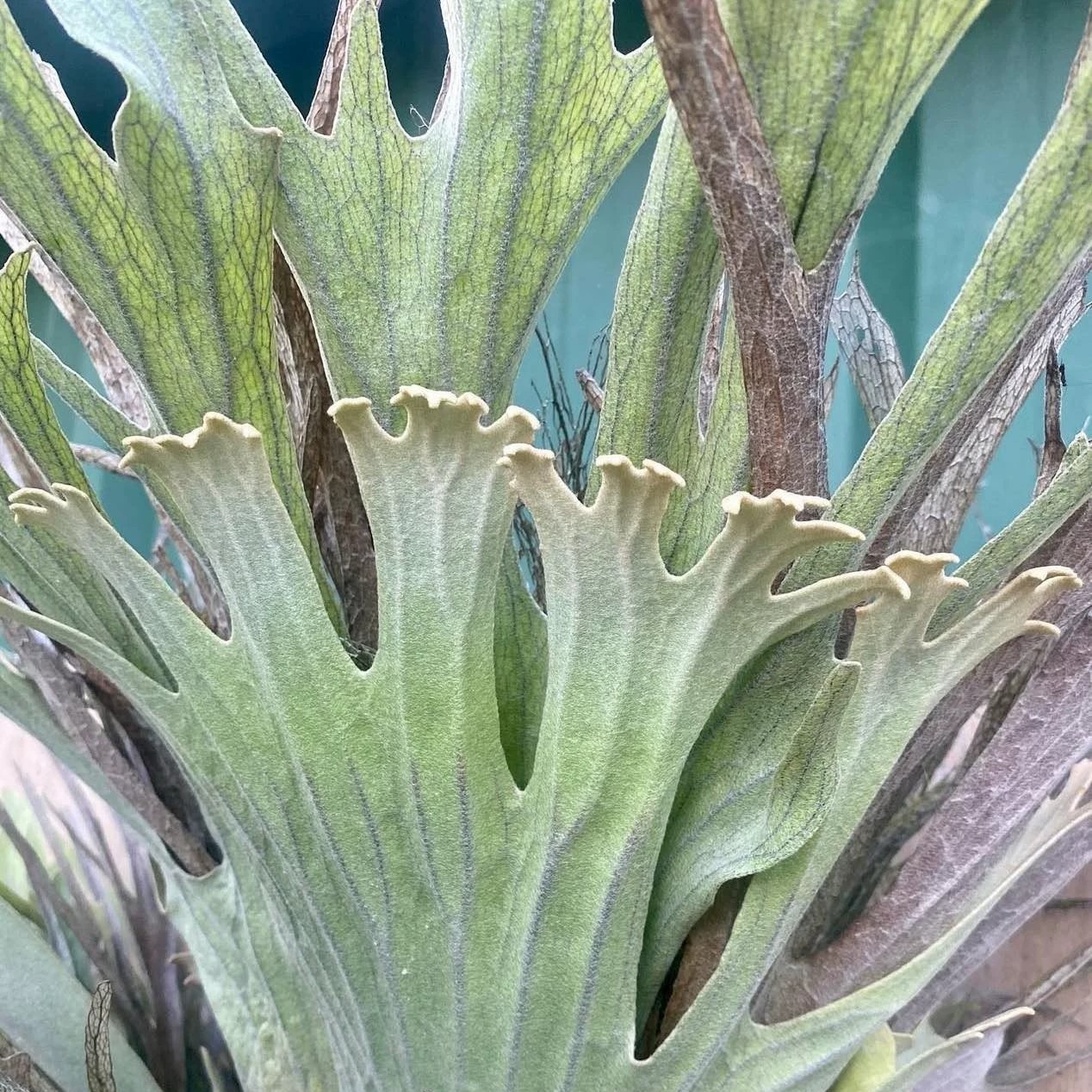 鹿角蕨澳银Rockhampton洛克汉普顿澳大利亚银鹿孢子苗