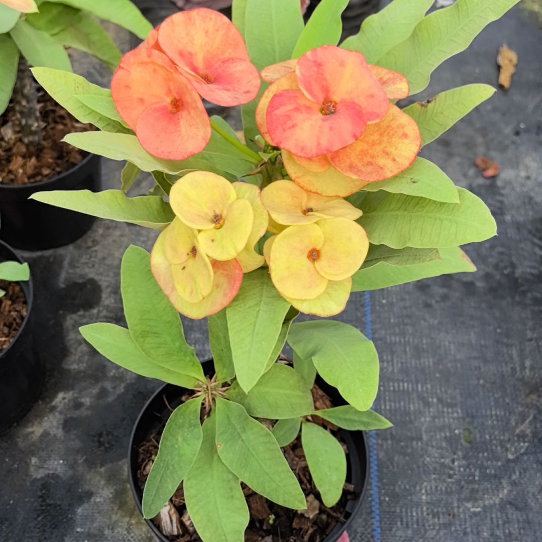 旺***岁完全开放晚霞金辉直播间一物一拍