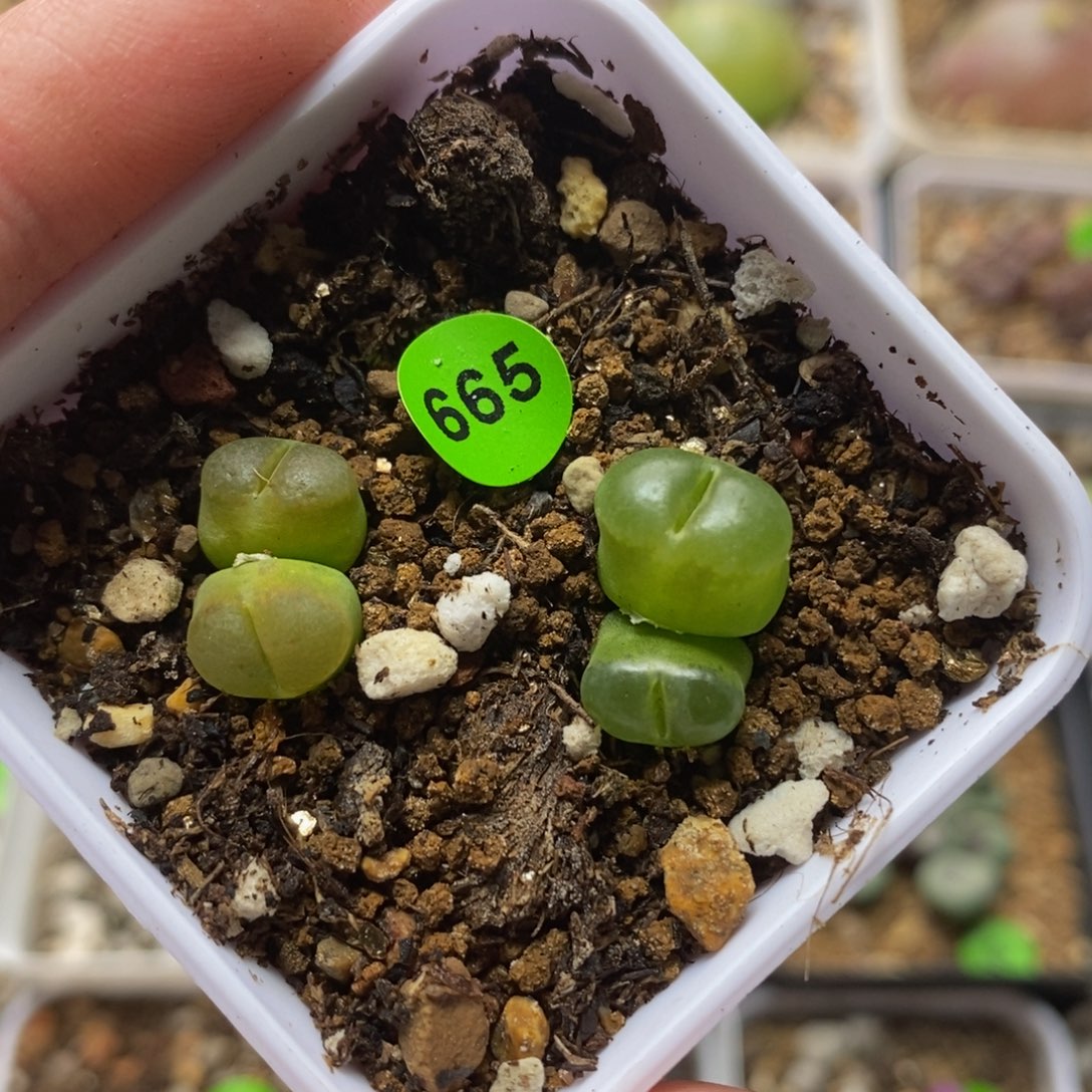 双头雪茄多肉植物665