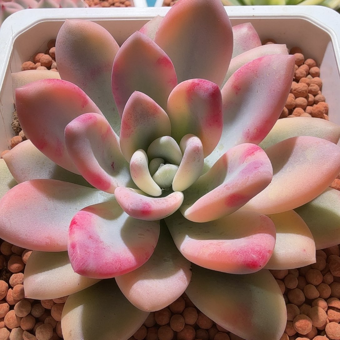 奥普琳娜锦，多肉植物