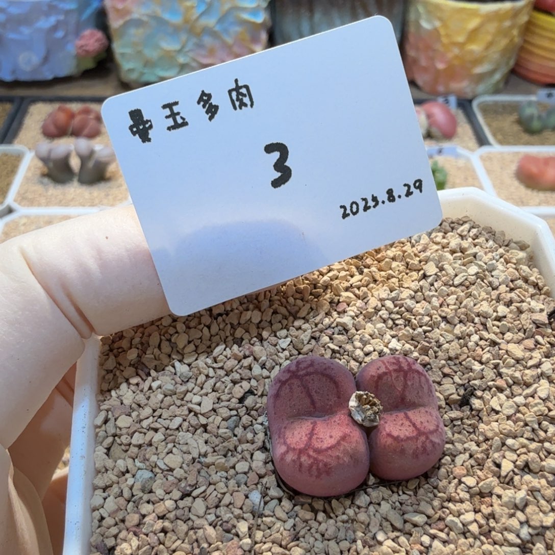 丁***加多肉多肉多肉8.29-003
