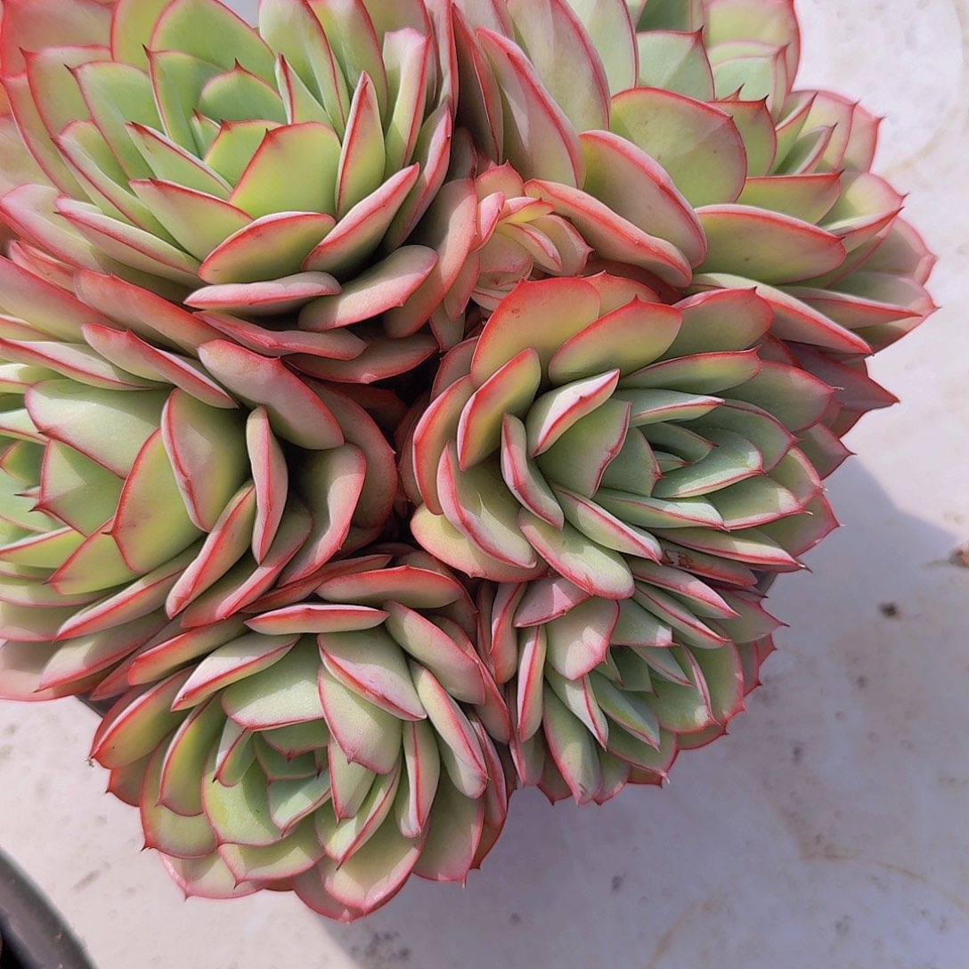 快***生0636牡丹亭多肉