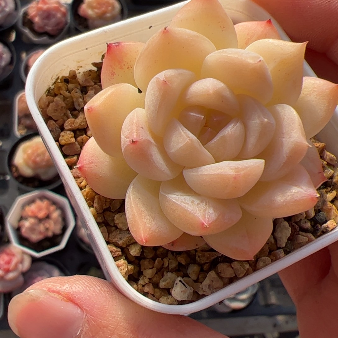 582 满38包邮一物一拍