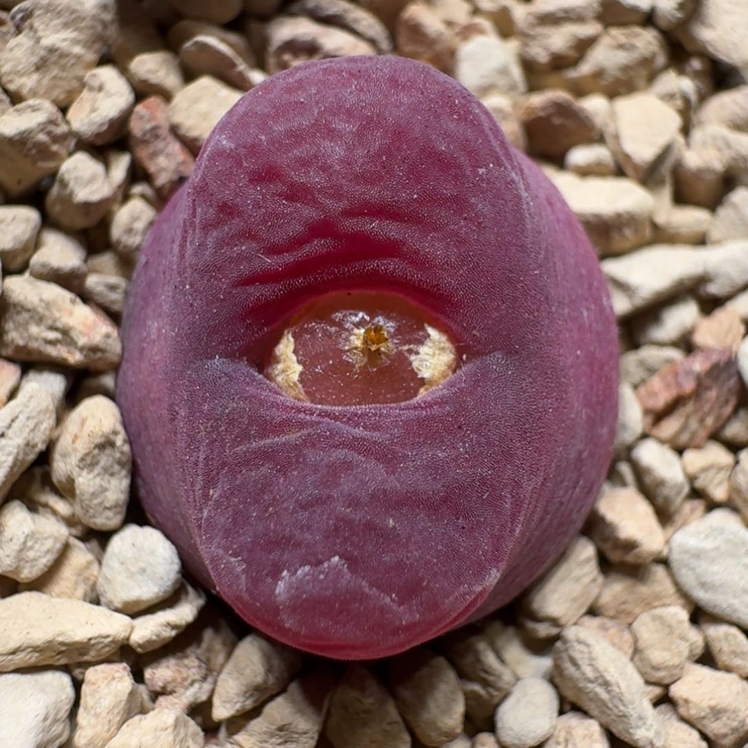 0130-05蟠桃蟠桃肉锥