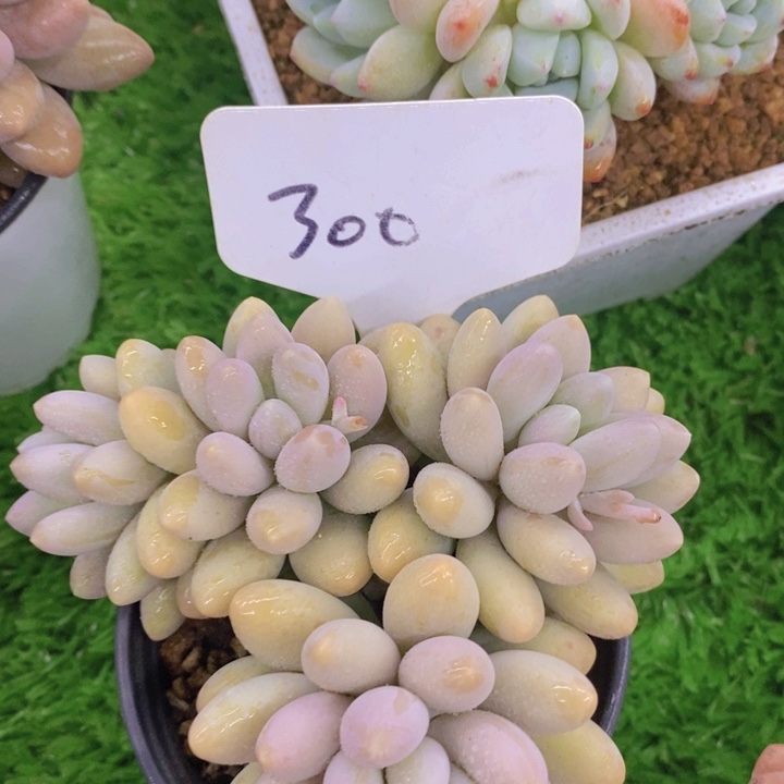 多肉植物，开心多肉