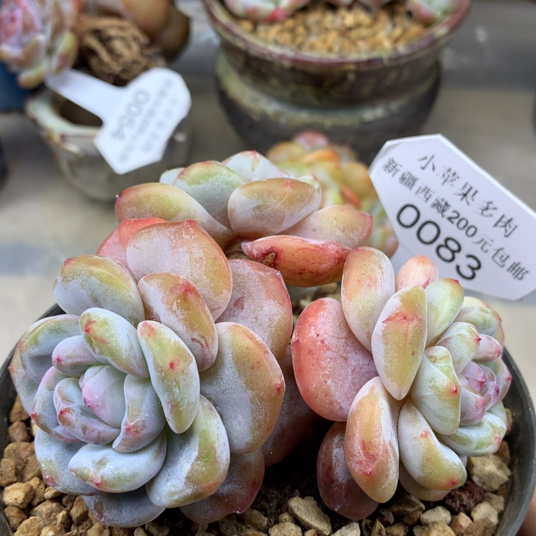 黄底紫心083/9cm3头