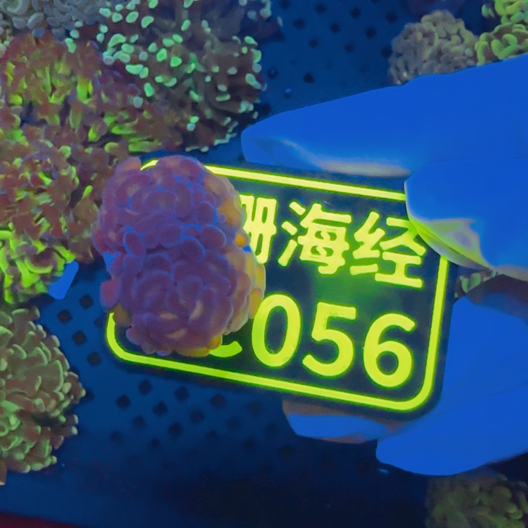 用***6纽扣珊瑚晓晓不包邮分支糖果榔头C056