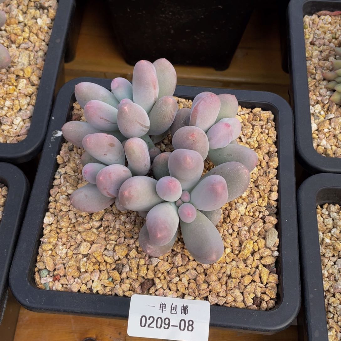 0209-08-米可奶酪。。。。。多肉